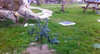 Plantas Sotosalbos